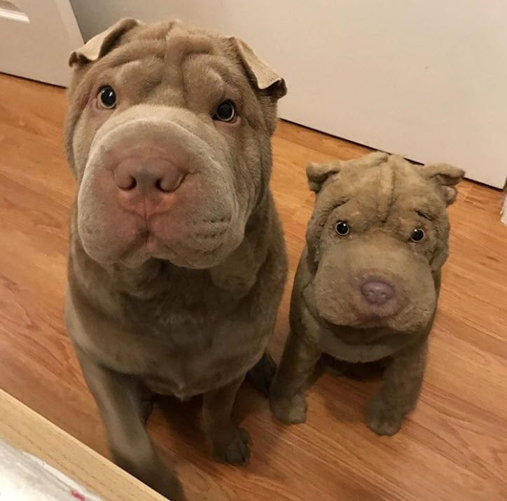 Illustration de l'article : 17 photos de chiens Shar-Pei prouvant qu'une peau plissée peut être la plus jolie des choses